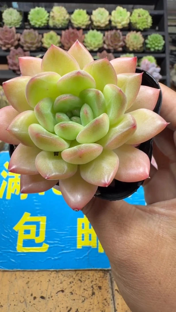 东云多肉园二店-734