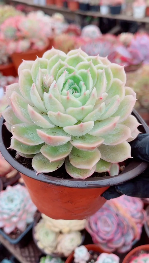 家****✨跃跃精品多肉27006