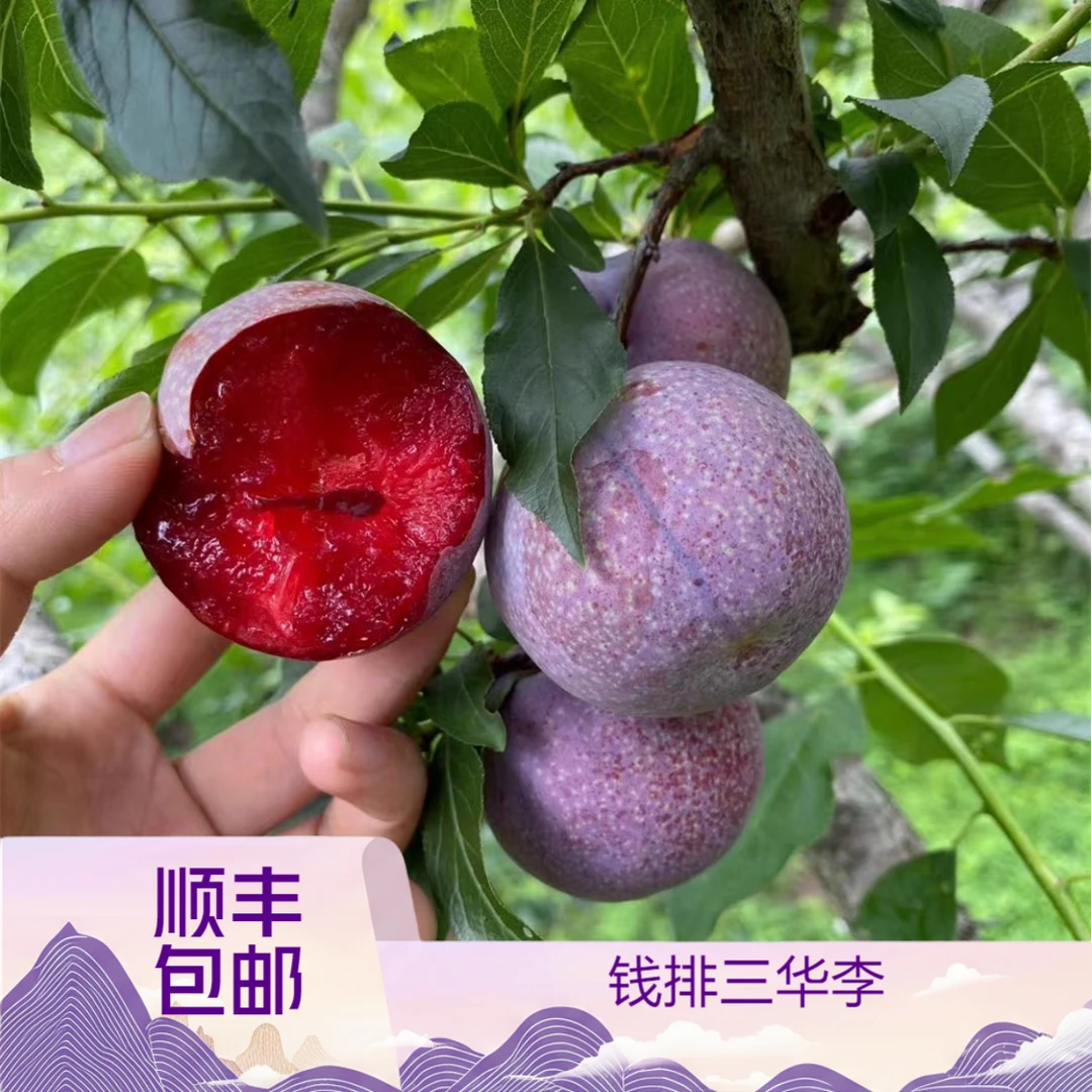 广东信宜钱排三华李新鲜红心李子水果现摘现发