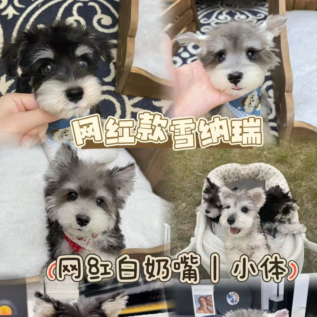 {花卷大王}萌系雪纳瑞西高地