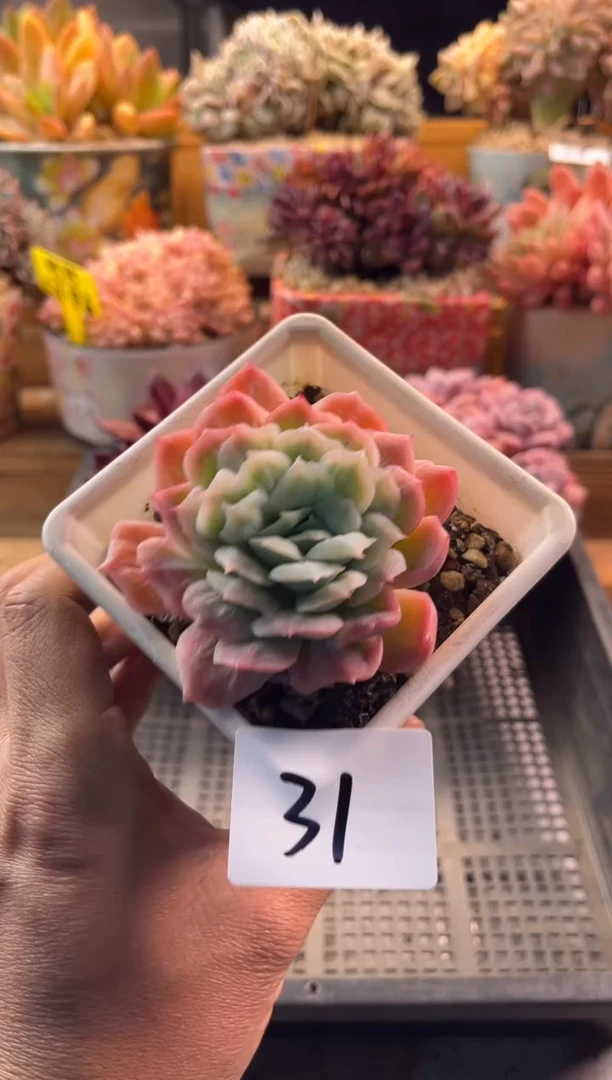 11.26-31泡泡纱裙111111111111