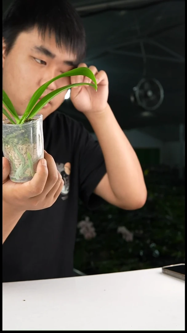 大部分开放少量花苞开播福利蓝蜻蜓（2.5寸）