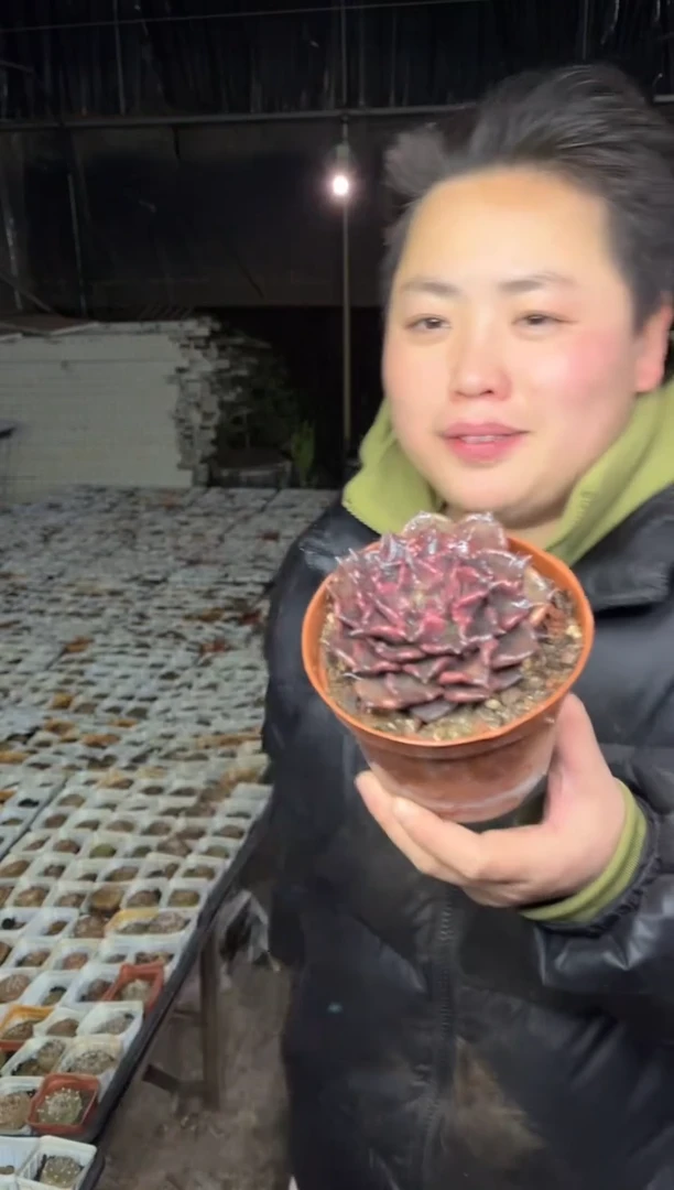 【闪购商品】74-黑饺子皮4.8