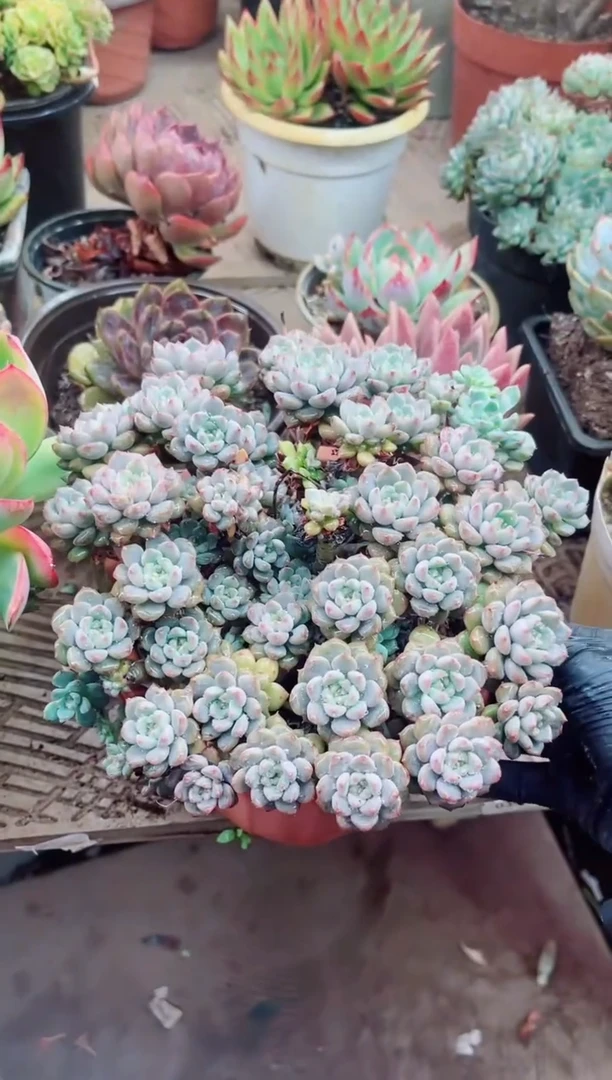 曾*11068多肉植物一物一拍