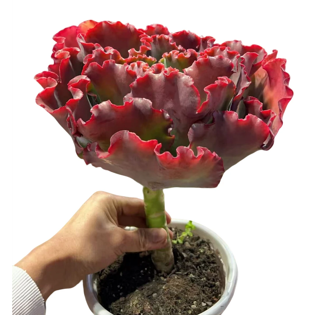 精品多肉 精致红婚纱 【好看好养】