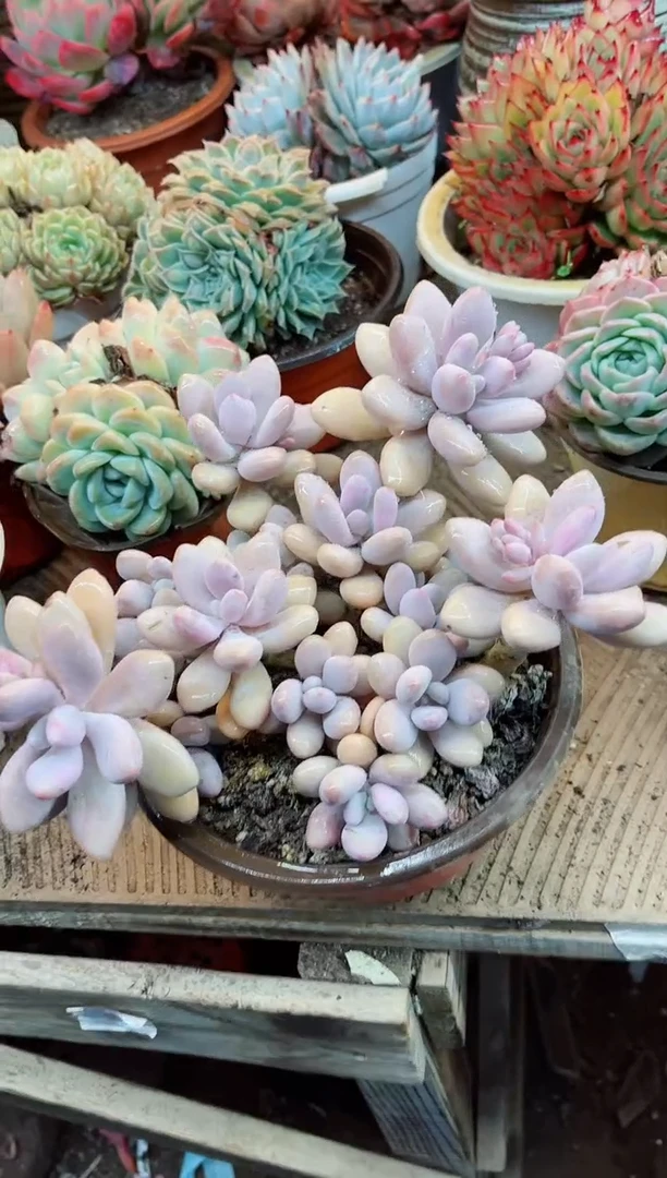 【闪购商品】09073多肉