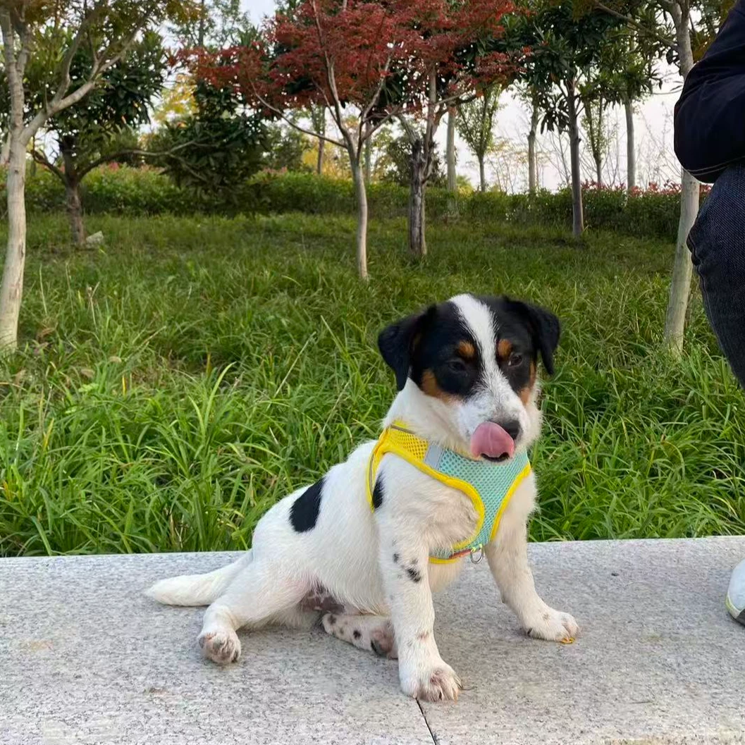 航飞杰克宠物狗狗通用链接