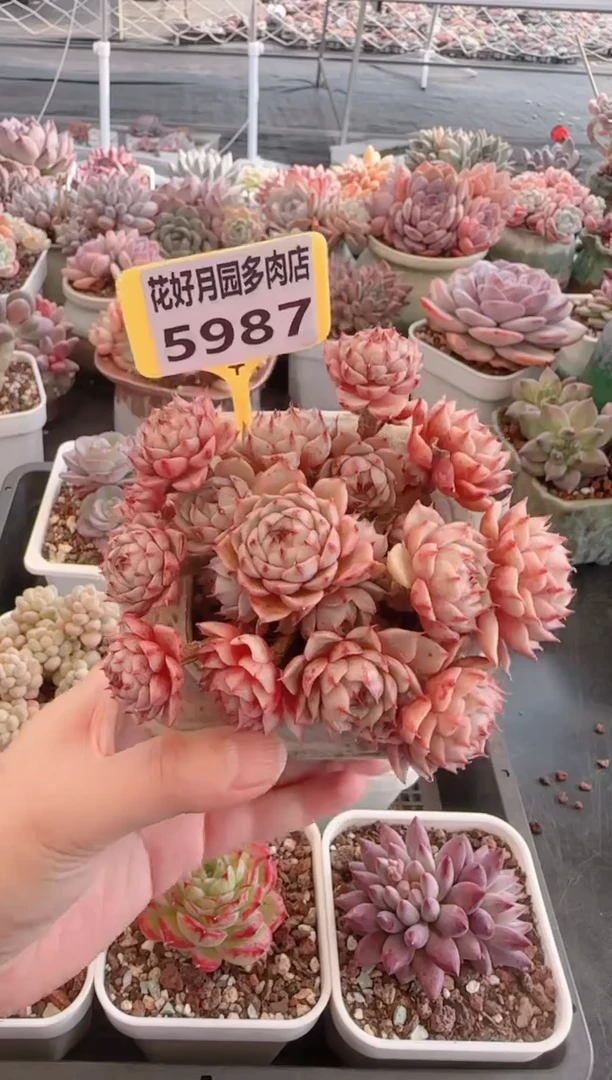 【闪购商品】5987.