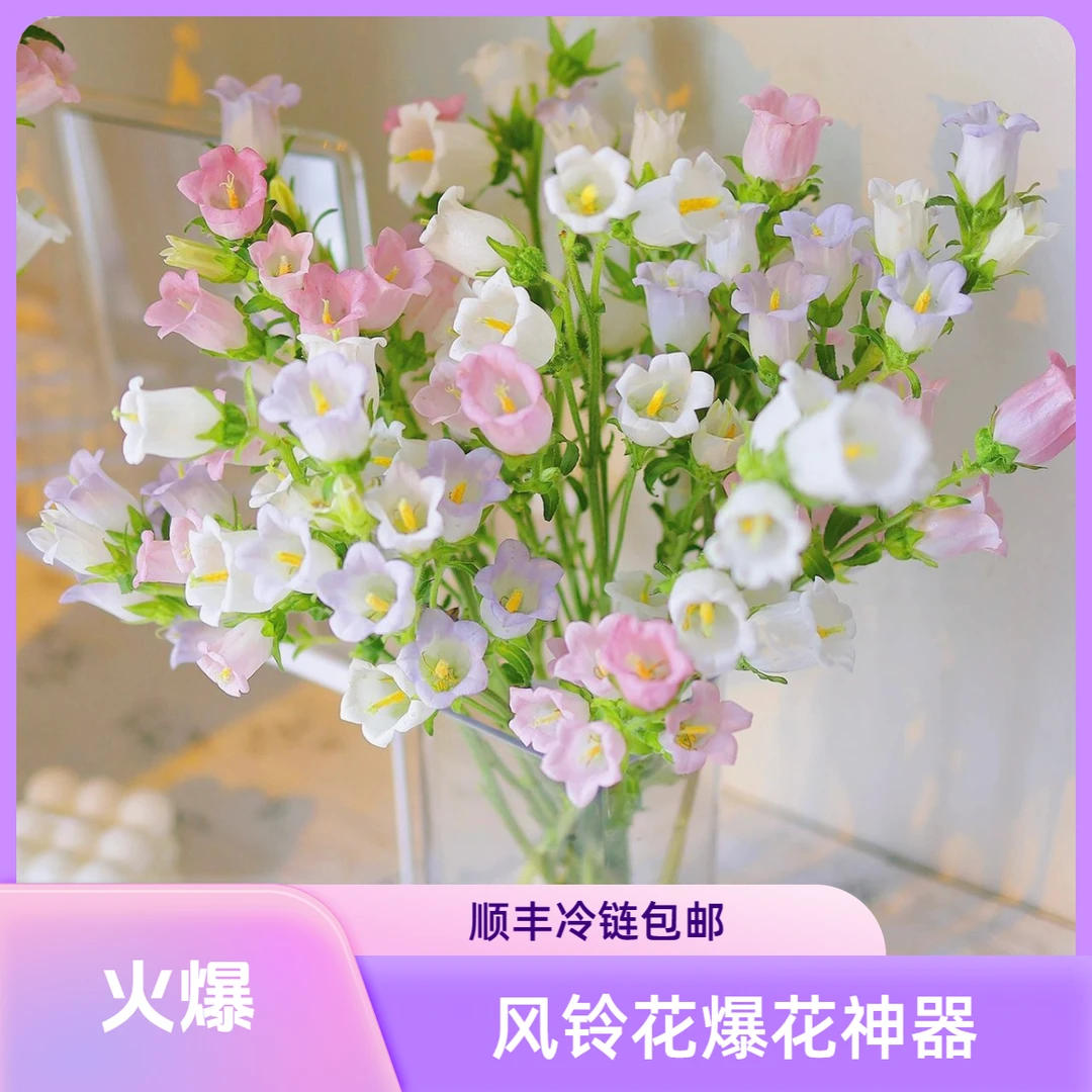 【杨苏莹花房】风铃花鲜切花 云南鲜花任意花材两单顺丰空运
