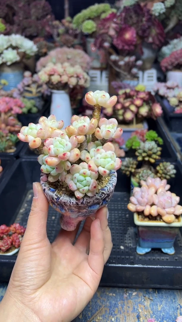 小*梨821           带盆