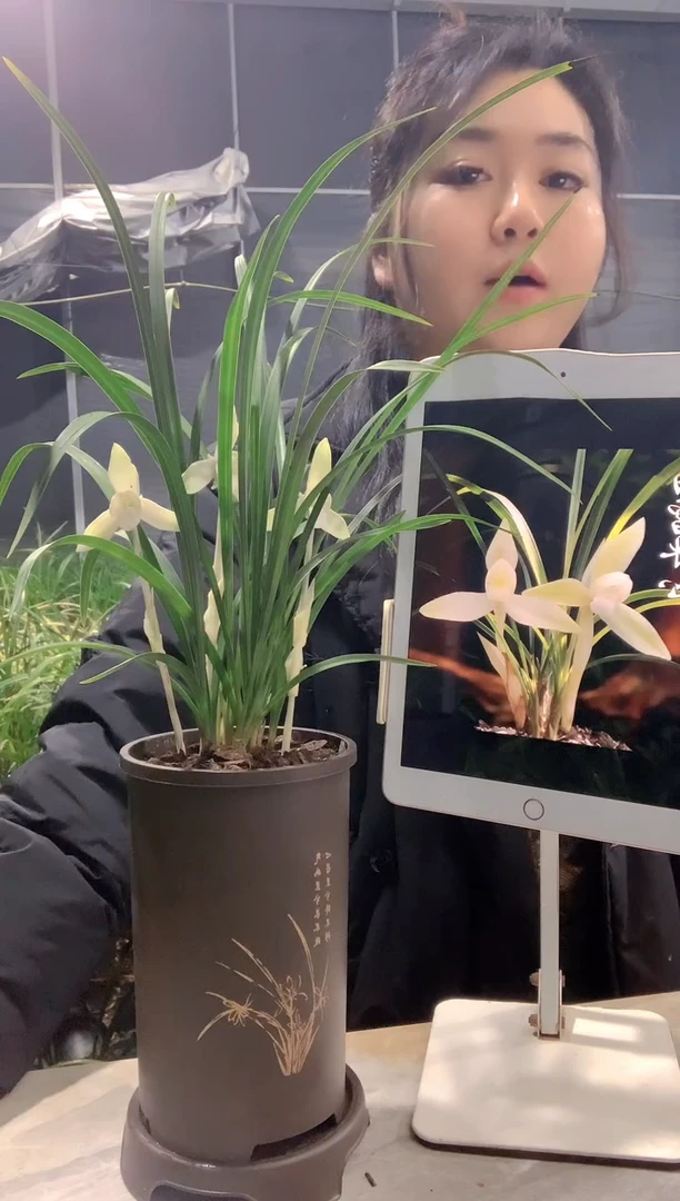 大部分开放少量花苞白雪冰心6苗带花苞种好发货