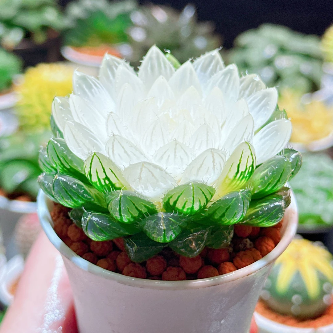 宝莲灯（满16包邮） 白莲花 翠云玉露十二卷多肉植物