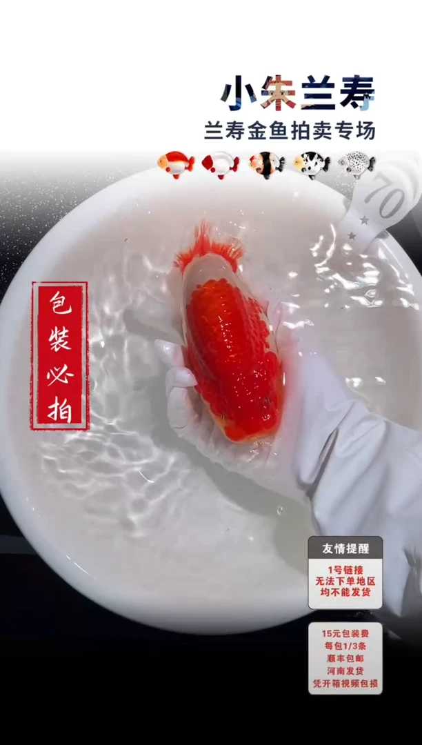 金鱼包装必拍未拍顺丰到付70号