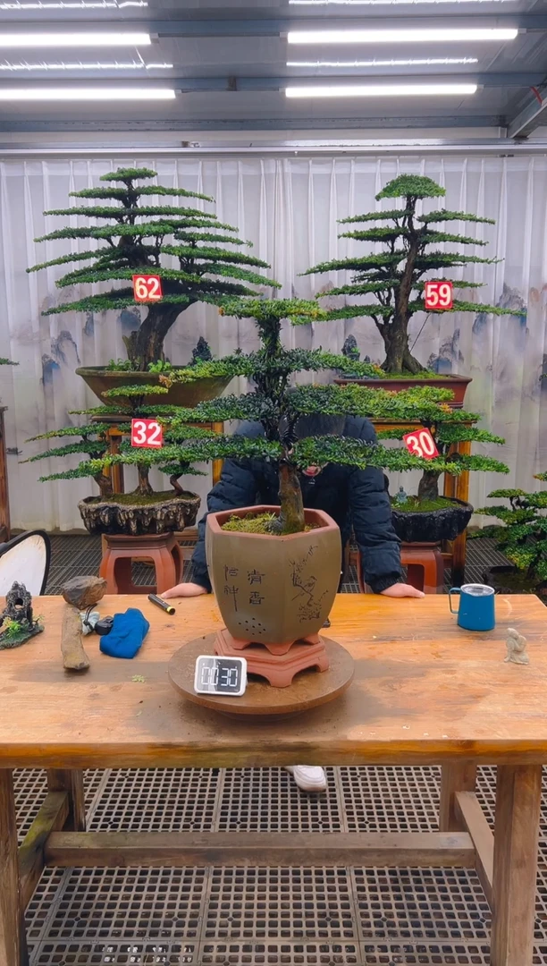 无花朵精品盆景直播间一物一拍