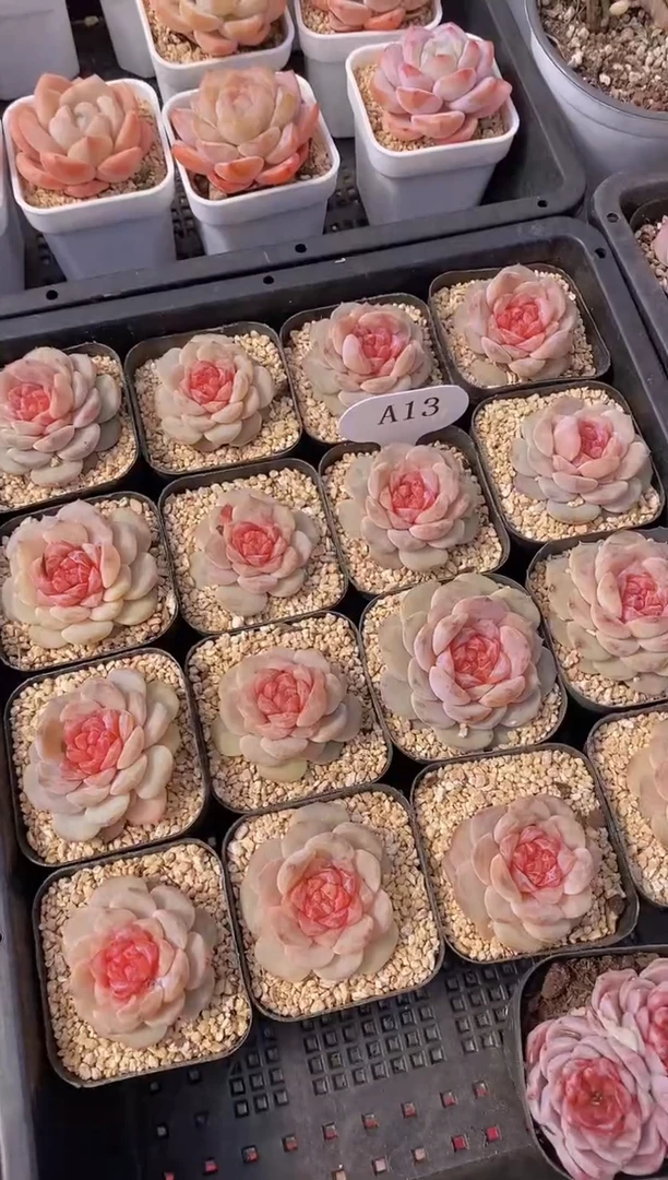 【闪购商品】A13-粉色蜜汁（量拍）