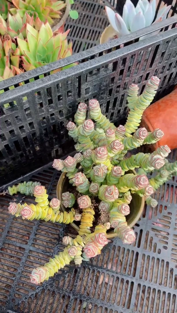 用****1多肉植物一物一拍15119
