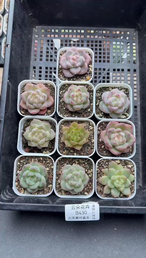 珍妮杂交多肉B430