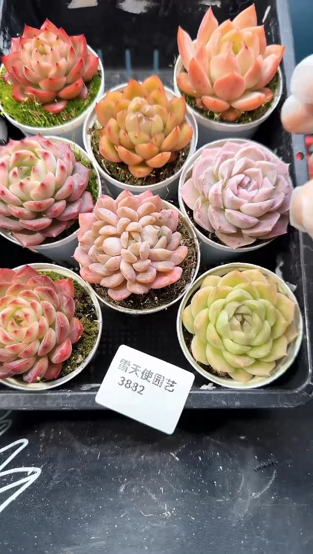 3  882  多肉  8 颗