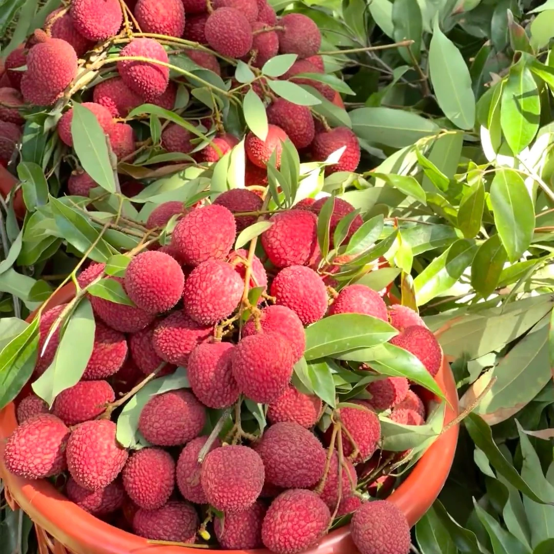 净重2斤纯甜超甜广东状元红荔枝广东省