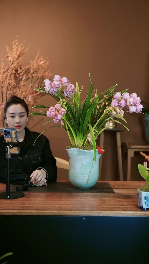 【闪购商品】盆景金边粉珞