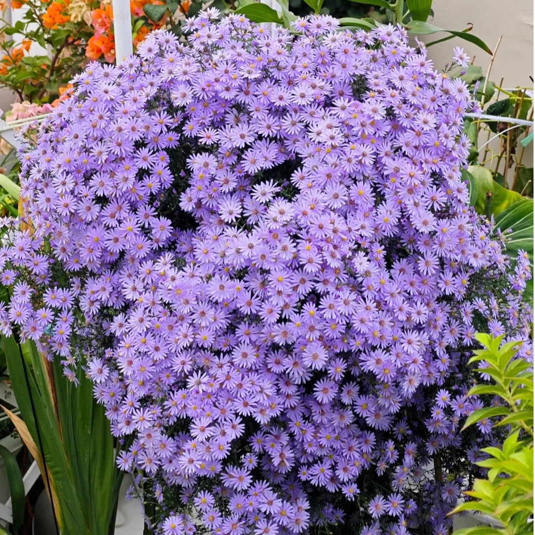 小卡罗荷兰菊紫菀/多年生宿根耐寒盆栽庭院阳台花卉