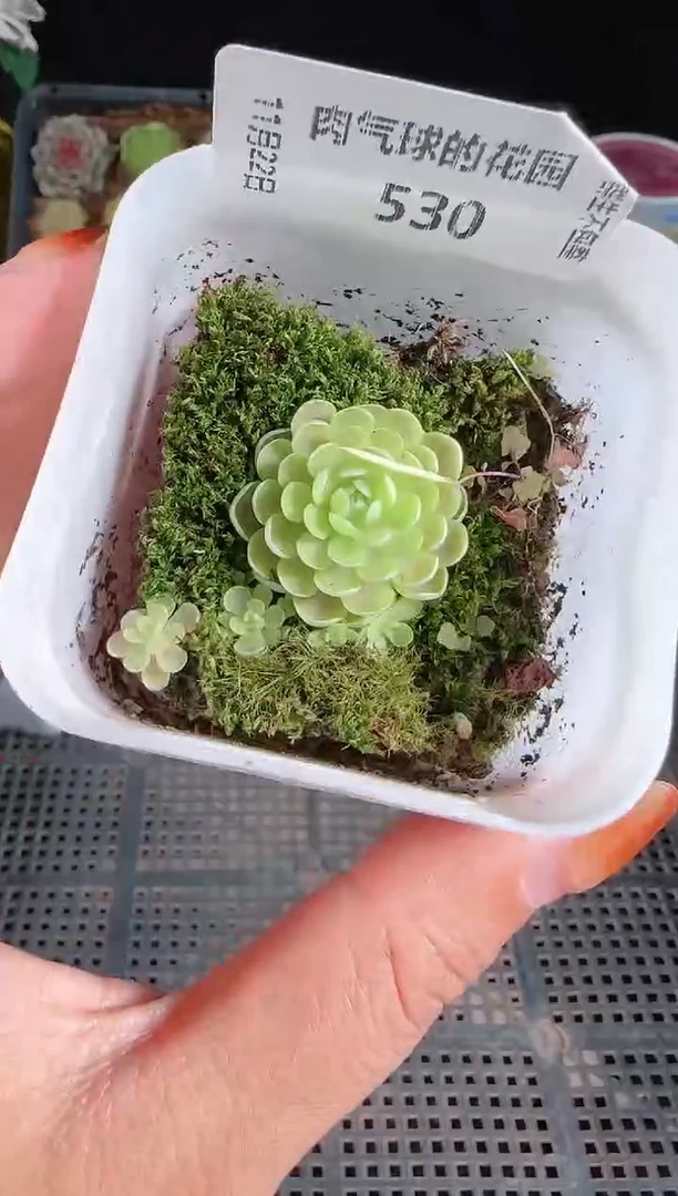 1122-530群生不包整