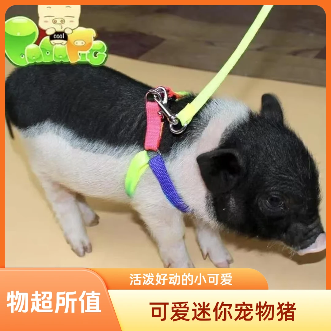 六六小香猪活体猪  以直播间为主