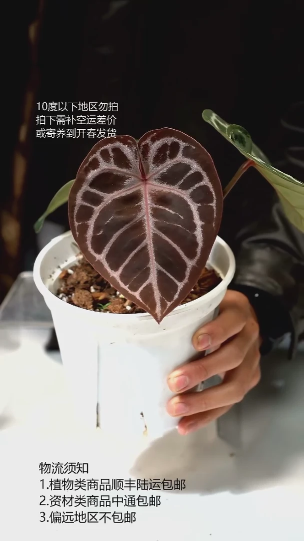 完全开放有氧K红