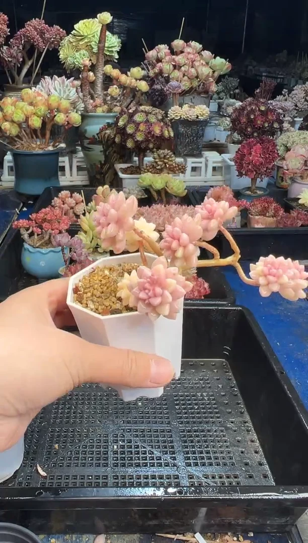 【闪购商品】167不带盆