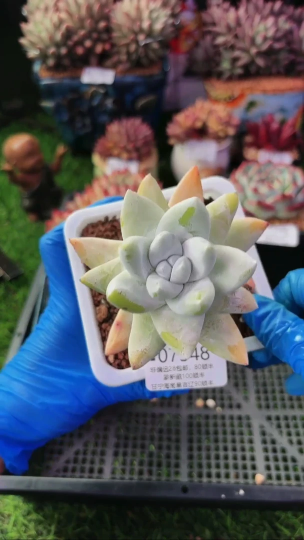 昆明印象多肉07348