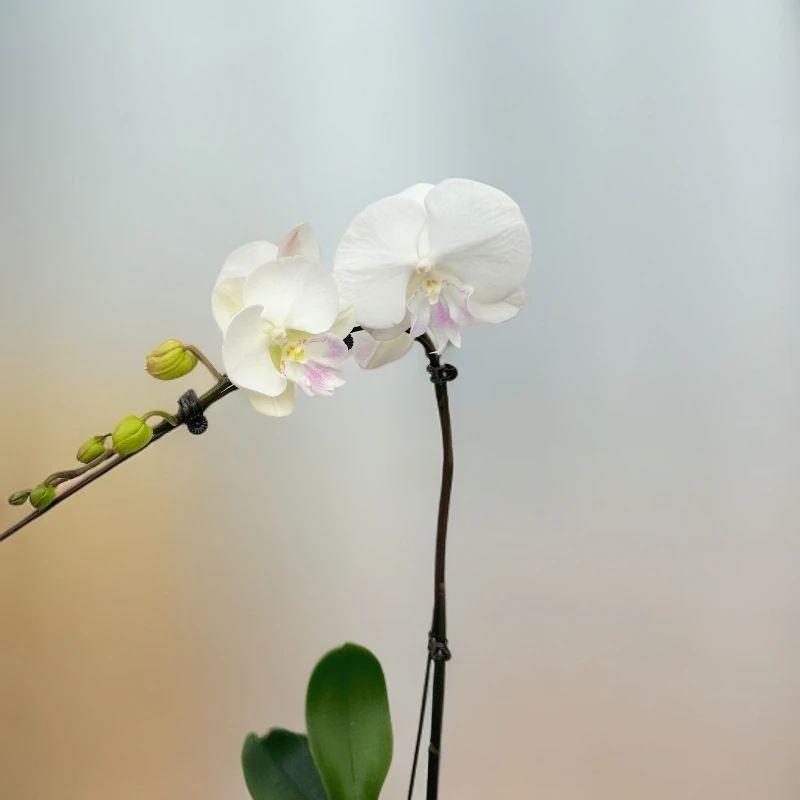 （月光宝盒）3.5寸蝴蝶兰带花带花苞