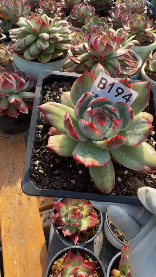 B194惊鸿仙子（裸根发货）