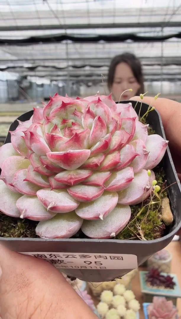 东云多肉园新款-95