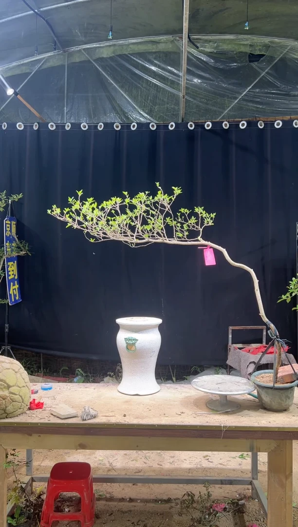 当前无花朵，栽培后可花朵万*会  海岛栀子花