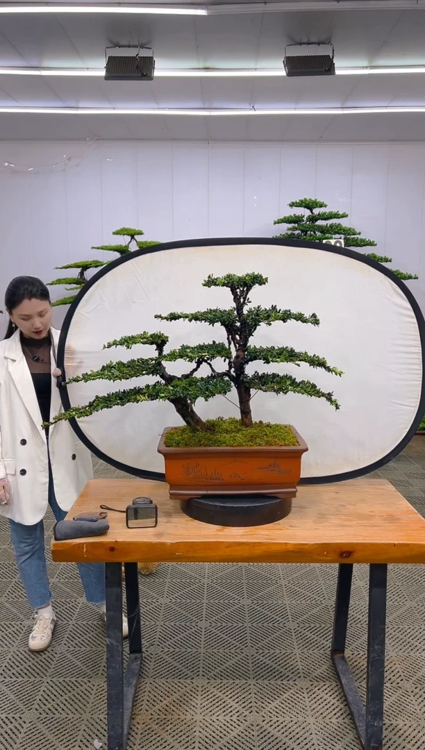 无花朵罗汉松盆景......