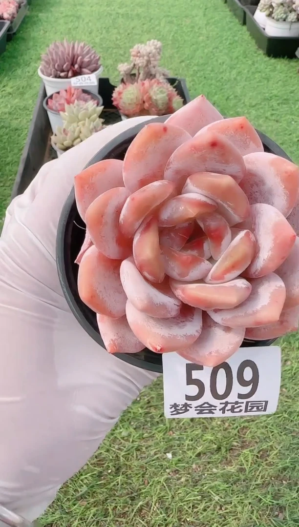 【闪购商品】梦会多肉一物一拍