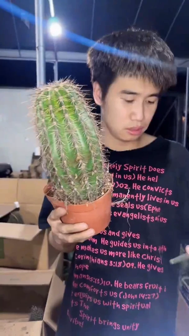 大单头 巨人柱【实生根】