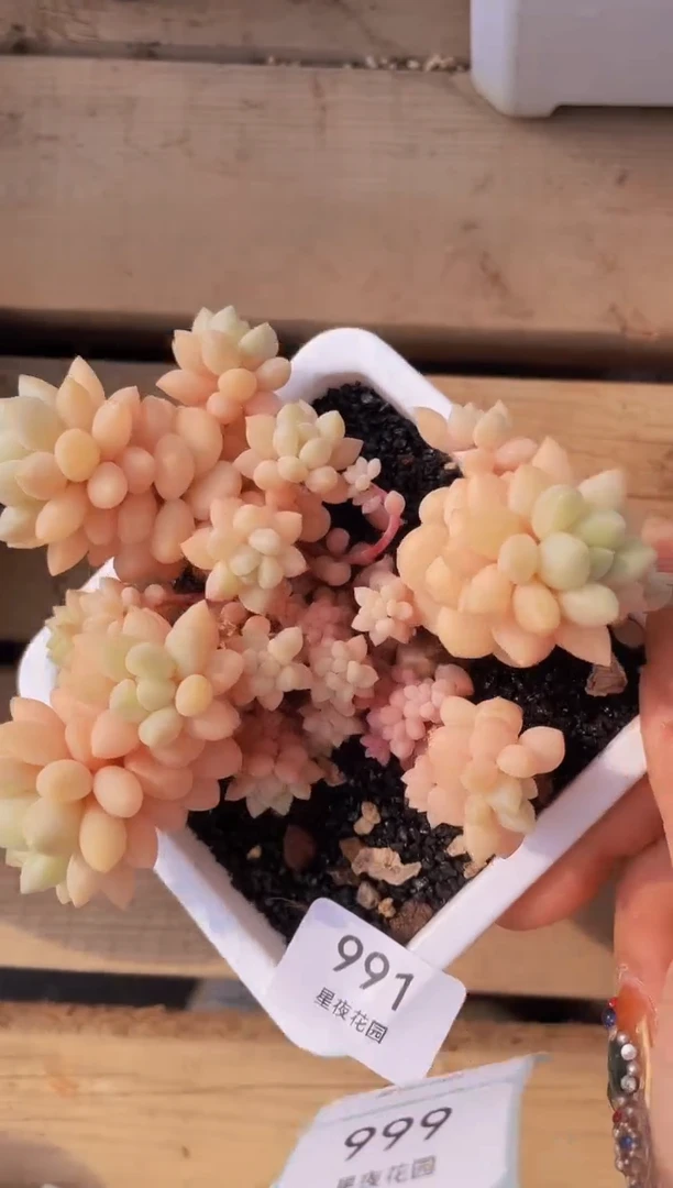 【闪购商品】991奶泡美人多肉