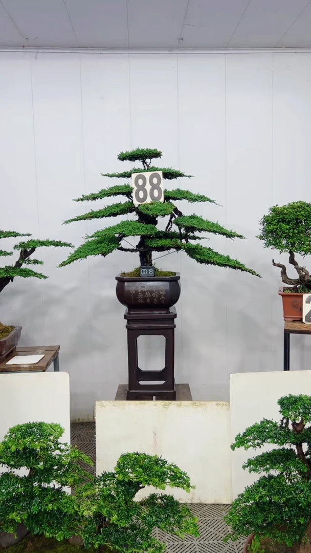 无花朵造型盆景一物一拍