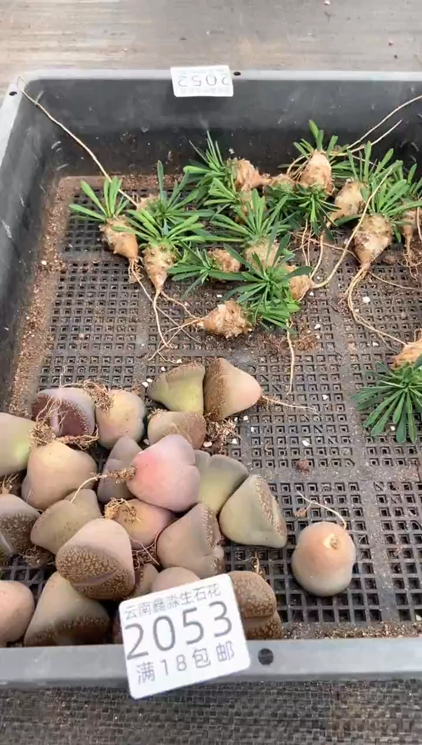 2053特价日轮玉有瑕疵发货3颗量拍