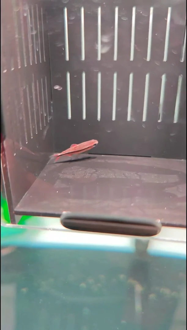灯科鱼S****?血红魔鬼