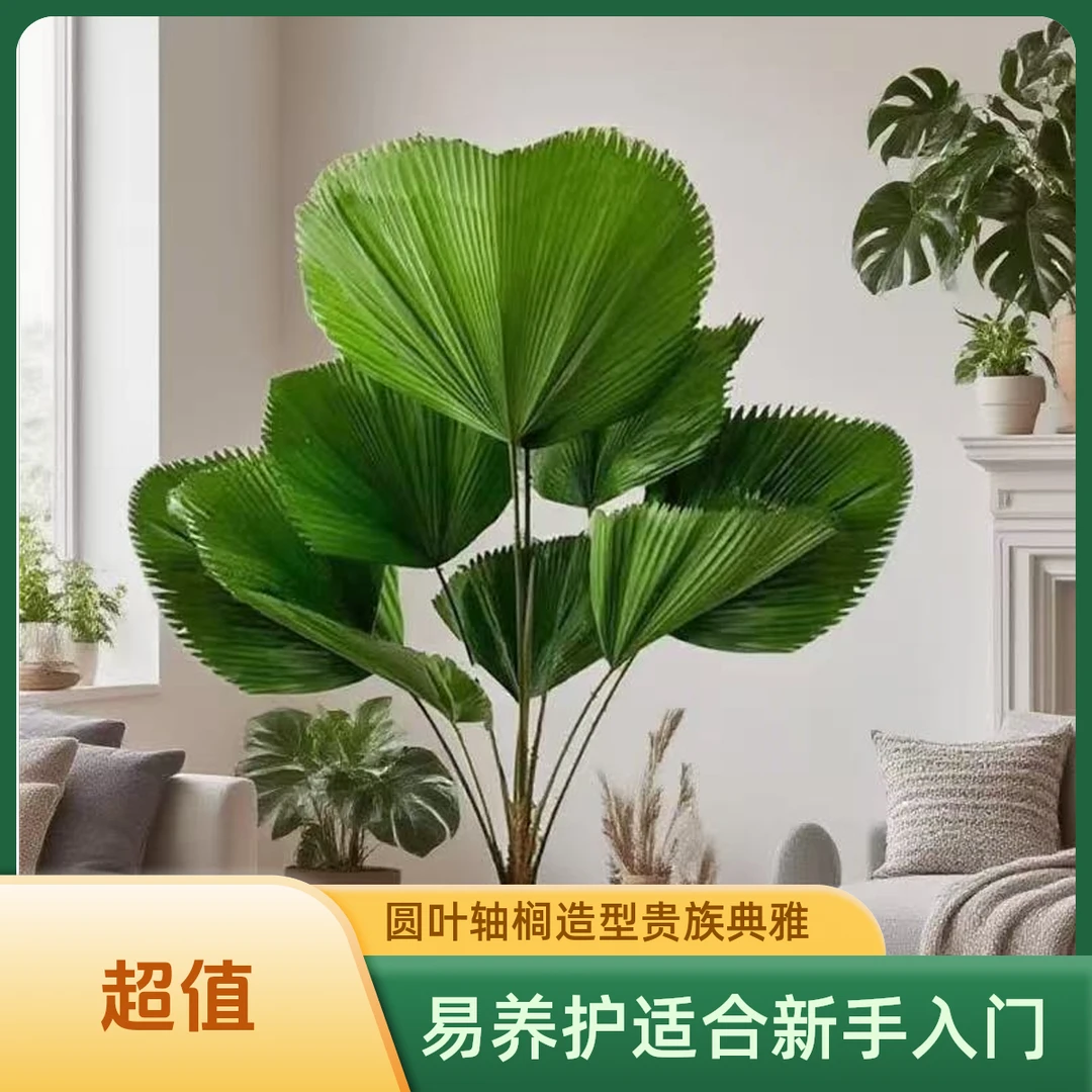 圆叶轴榈大型绿植贵族观叶植物净化空气易养护新手推荐