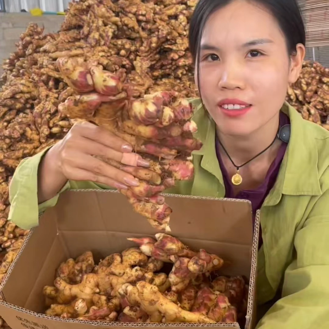 【品质精选】云南源产地小黄姜新鲜现挖小黄姜可腌制泡菜泡姜新姜