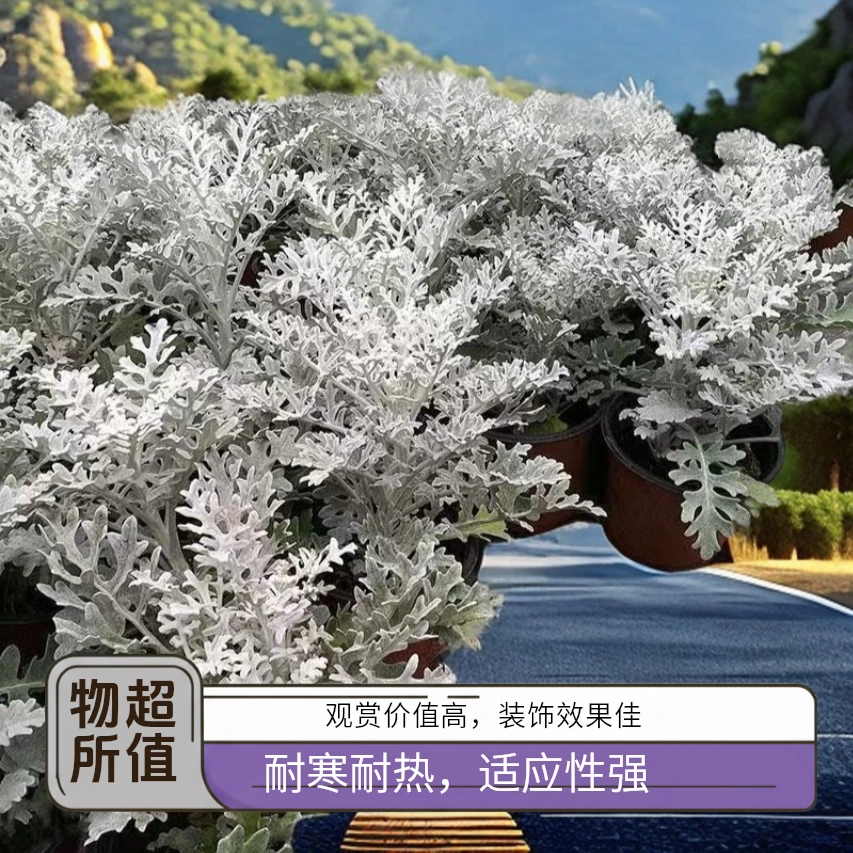 银叶菊盆栽苗雪叶菊小苗易活绿化植物庭院花园美化观叶草耐寒耐热