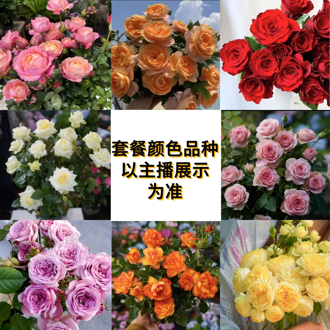 晶彩【四盆新手套餐】【年宵花】四季开花多分支庭院阳台种植好养耐寒