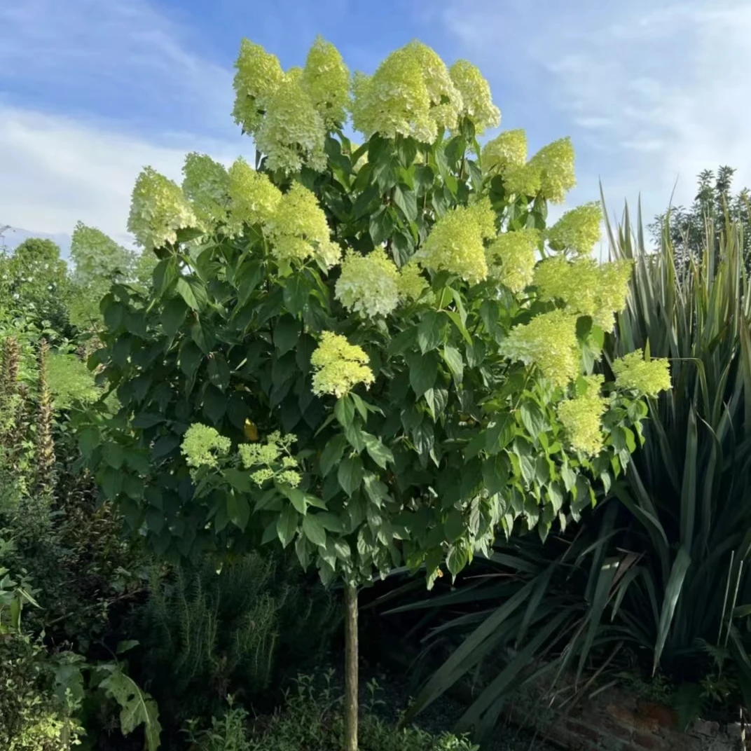 圆锥绣球香草草莓石灰灯棒棒糖耐寒好养庭院植物盆栽花卉