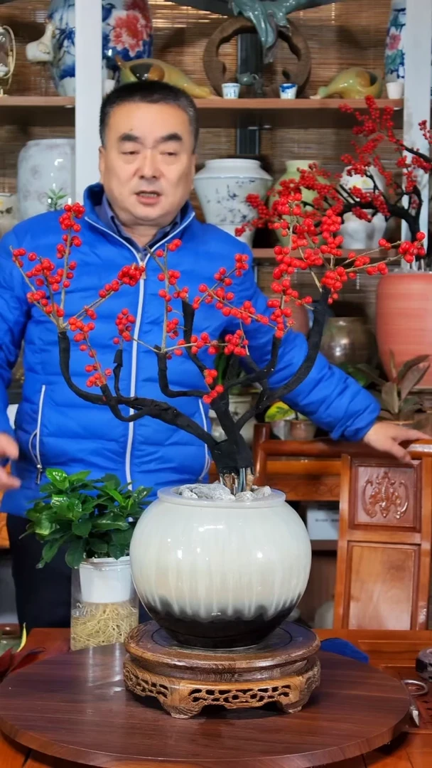 无花朵阳*水之韵水培北美冬青