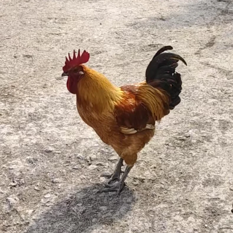 农家本地土鸡  土鸭  土鹅