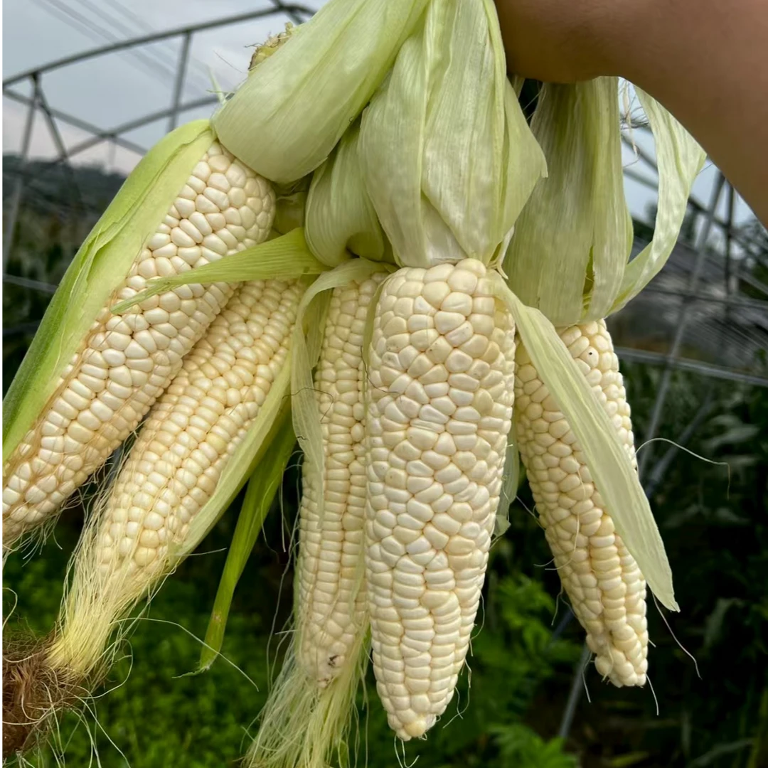 《表妹儿严选》仙女山小甜糯玉米 又香又甜又糯 非转基因玉米 5斤、10斤装重庆市