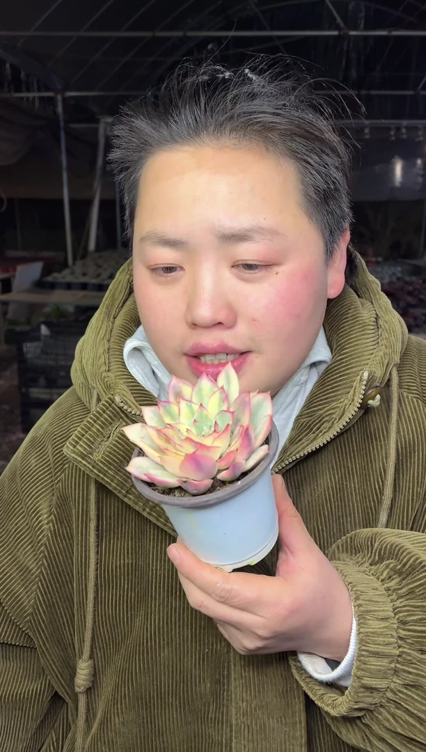 【闪购商品】86-月光女神锦带盆土5